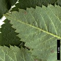 SpeciesSub: subsp. pohuashanensis